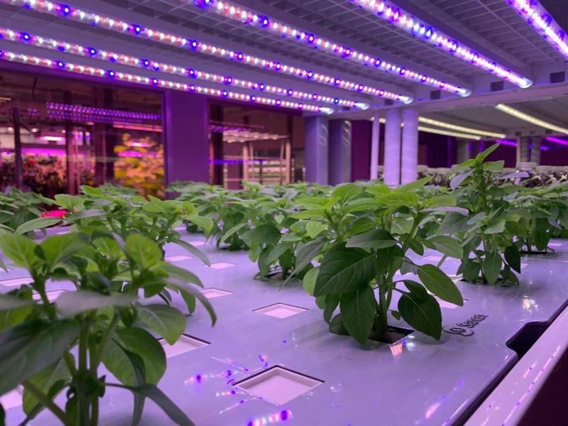 水培植物工廠(chǎng)
